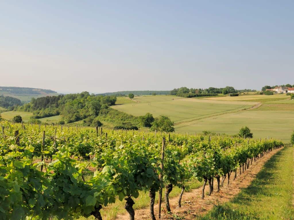 Anbaugebiete Chardonnay