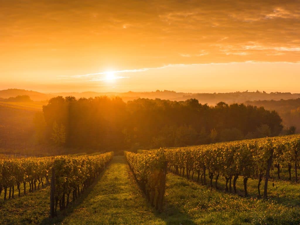 Bordeaux Cabernet Sauvignon