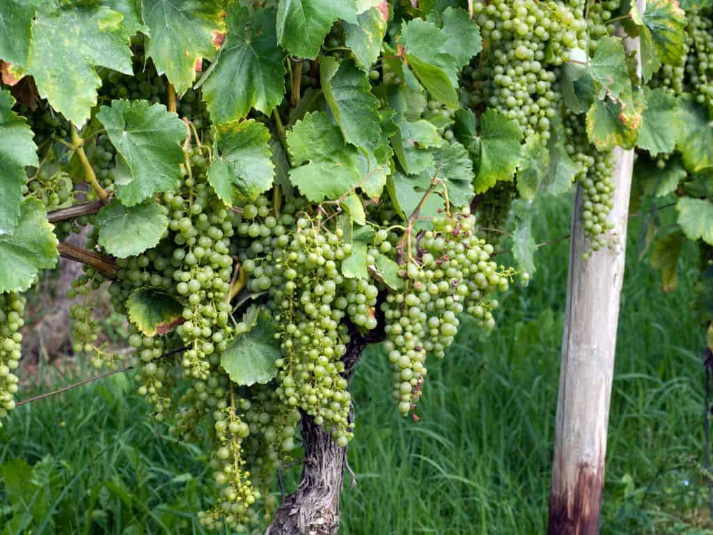 Die Trauben des Tokaji