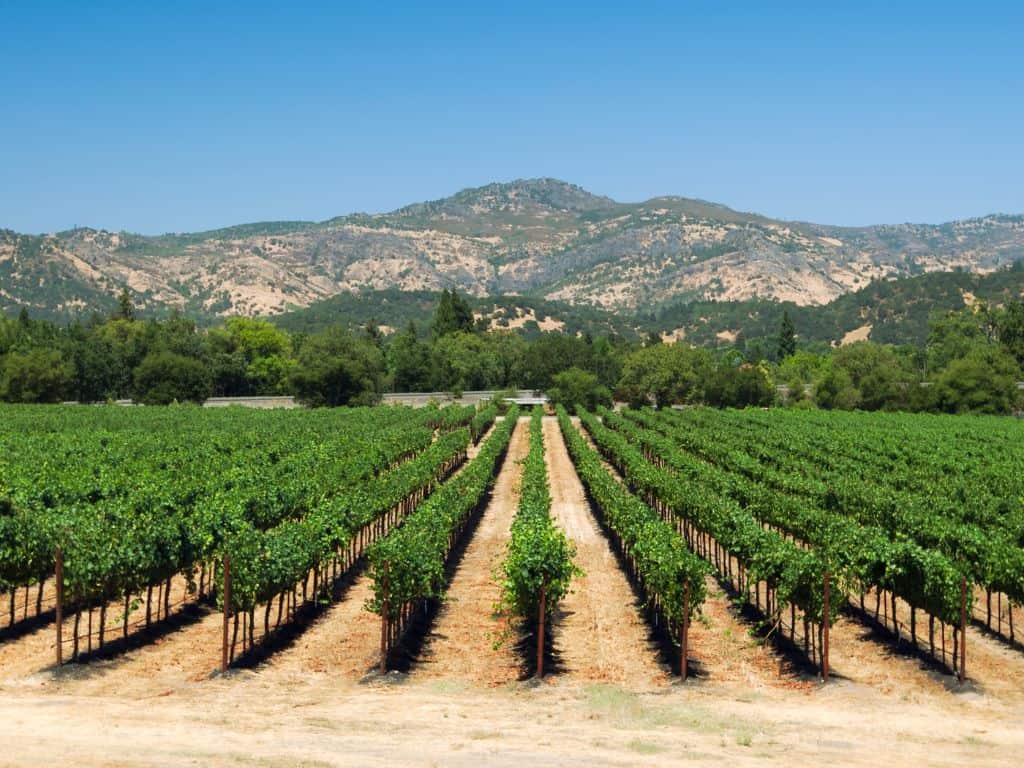 Napa Valley Cabernet Sauvignon
