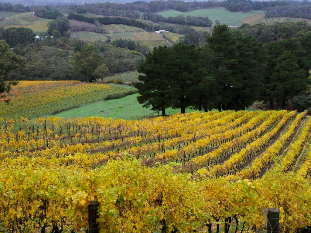 Orange Weine aus Australien