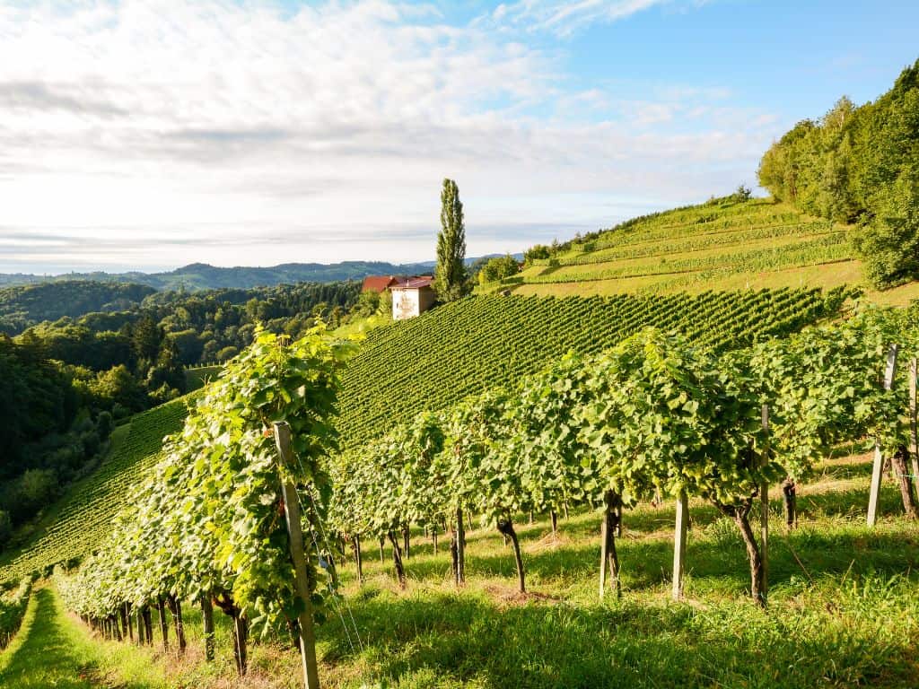 Orange Weine aus Österreich