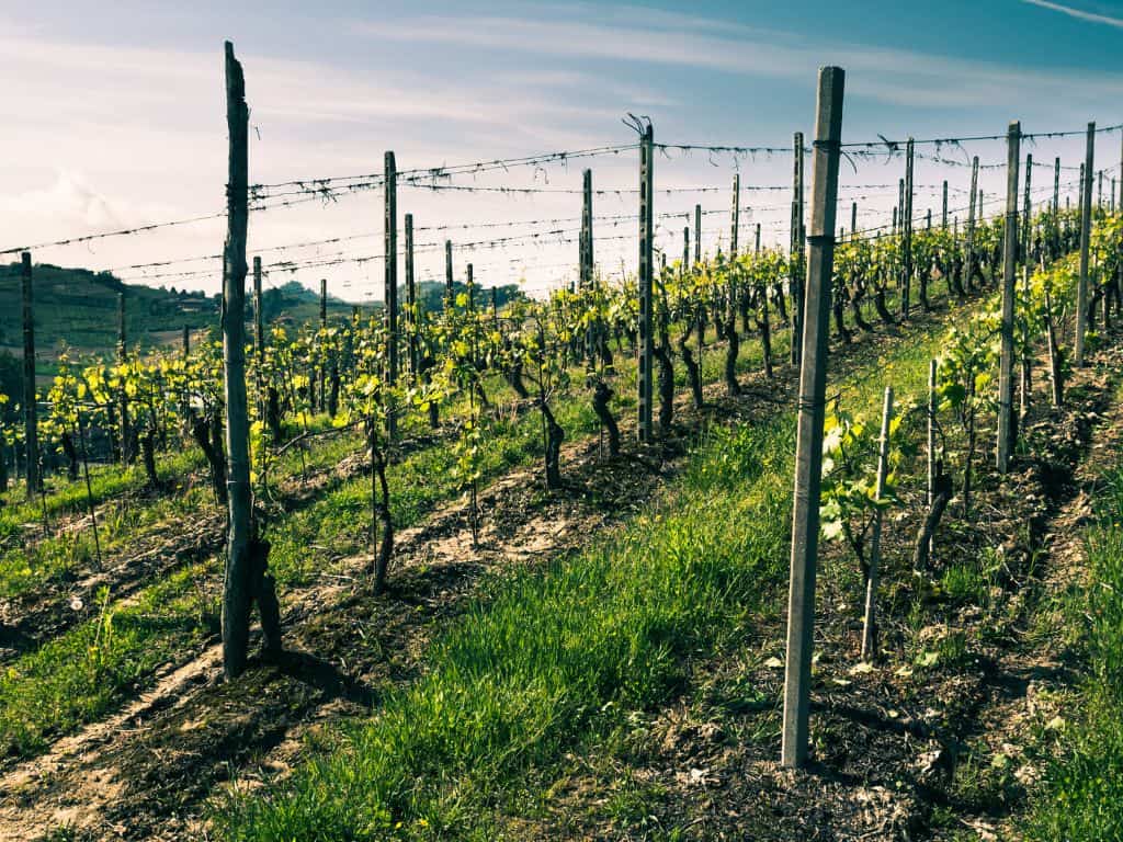 Roero Nebbiolo