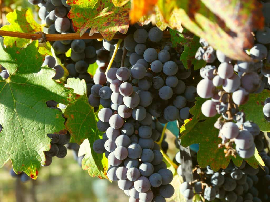 cabernet sauvignon Trauben