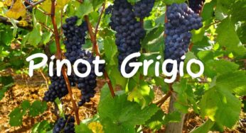 Pinot Grigio – Ein italienischer Wein