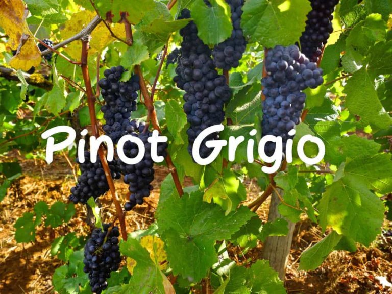 Pinot Grigio  Ein italienischer Wein
