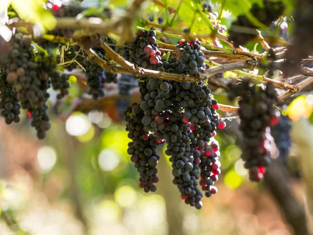 Verschnittener Madeira Wein