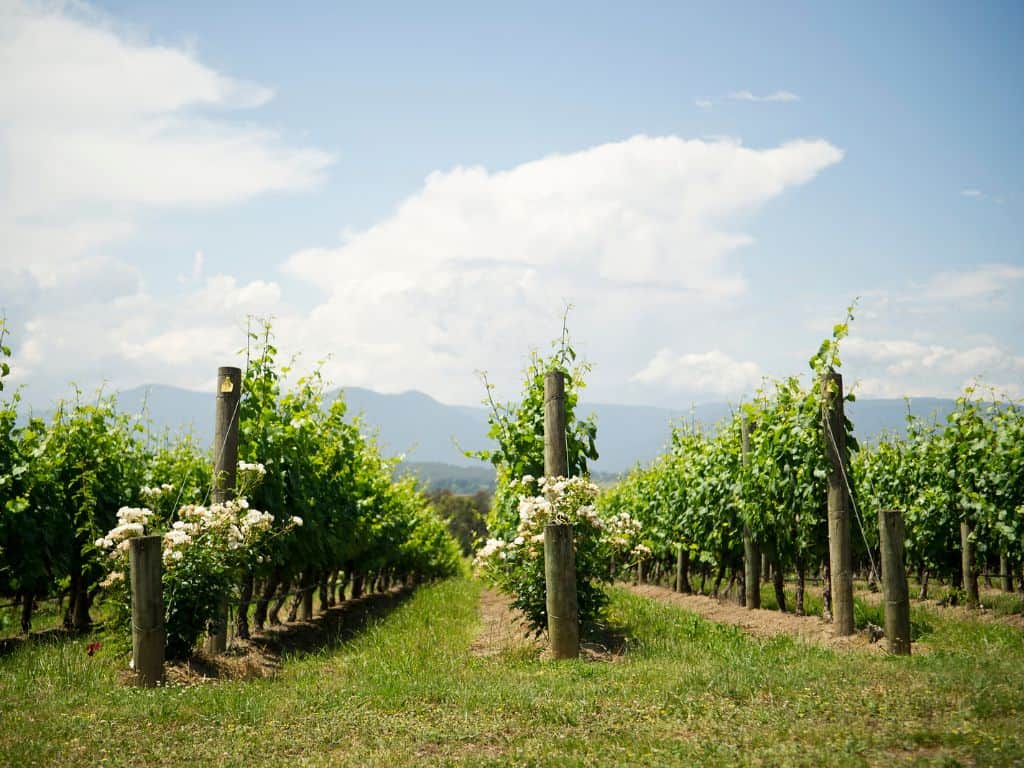 Pinot Grigio außerhalb von Italien
