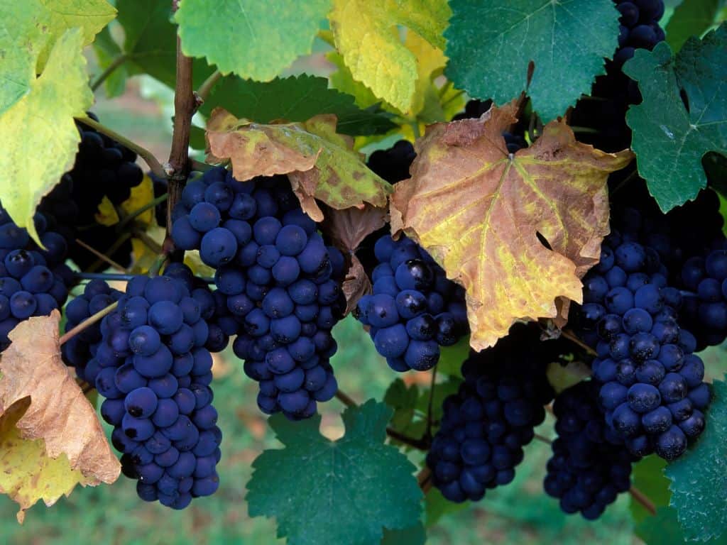 Pinot Noir Traube