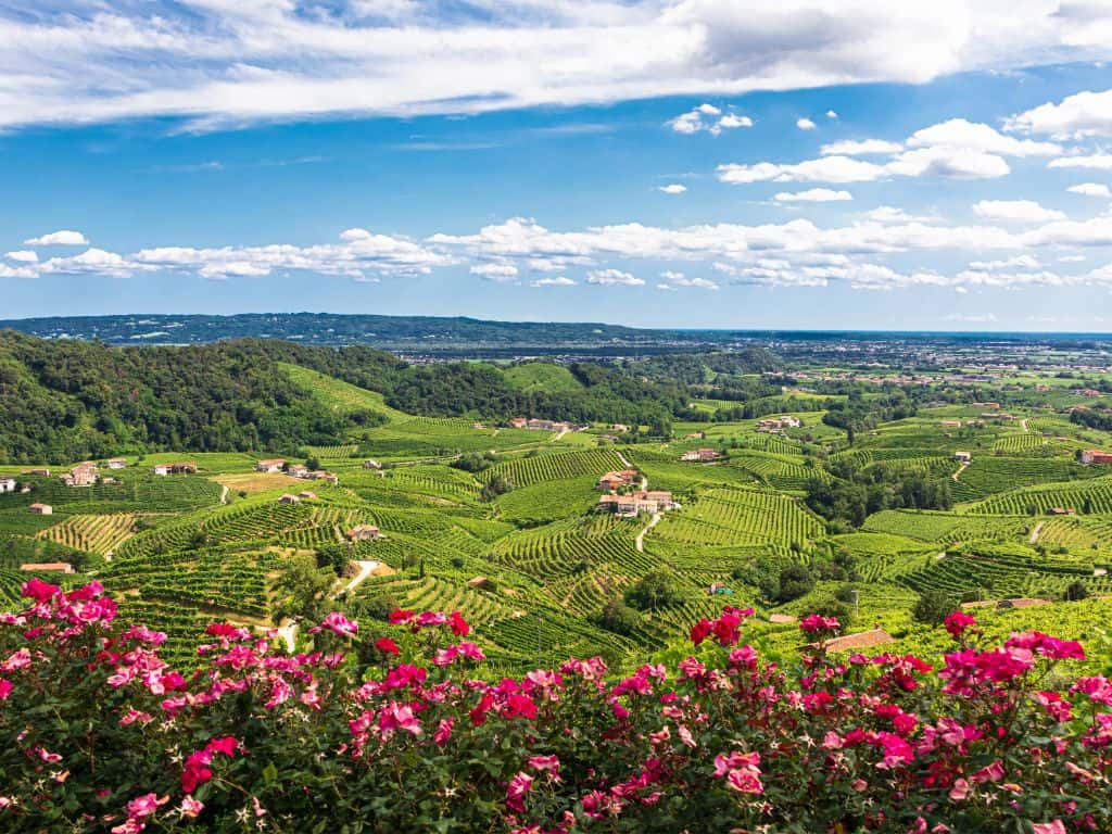 Champagne Weinregion