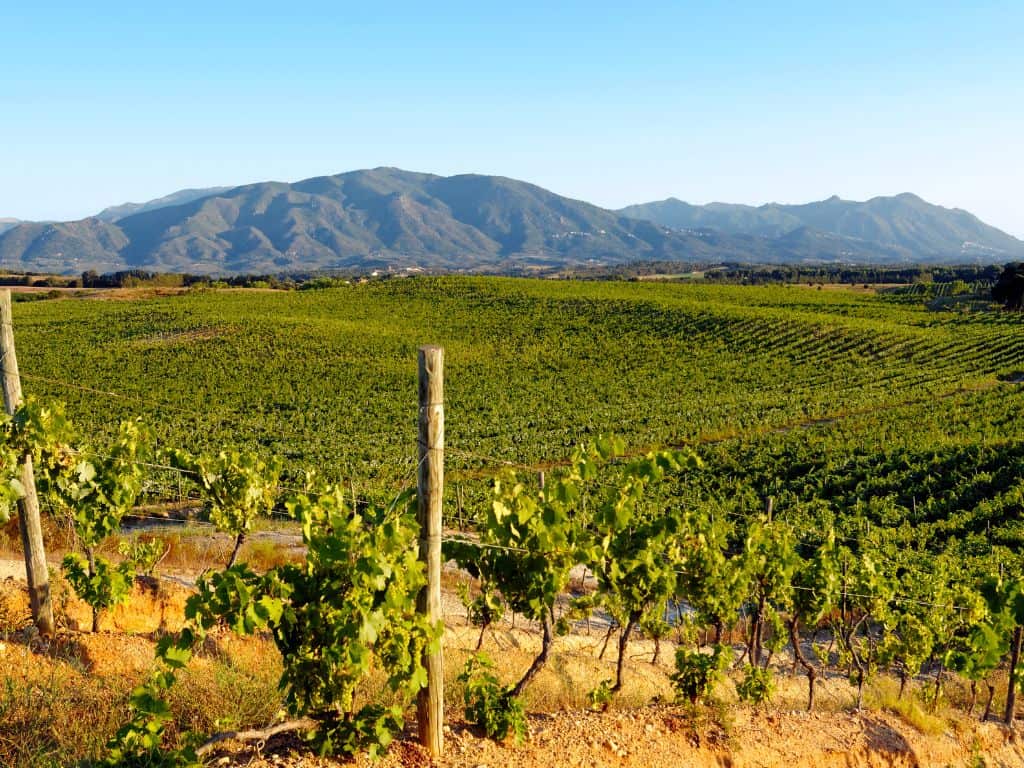 Korsika Weinregion