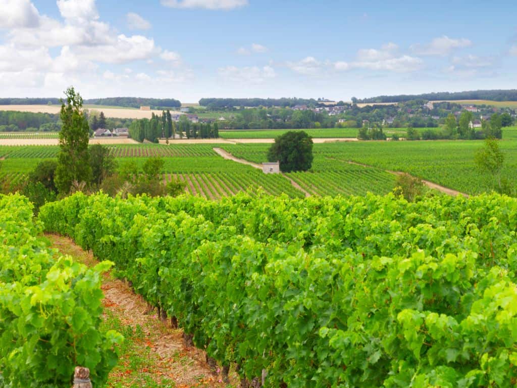 Loire-Tal Weinregion